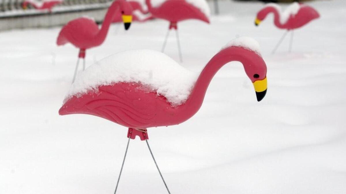 Snow molds are fungus diseas that infect grass. There are two types: gray and pink.