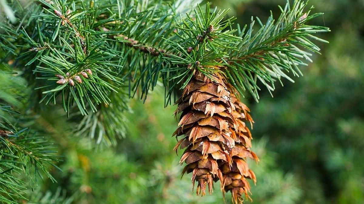 Marianne Binetti recommends “Growing Conifers” by John J. Albers that teaches how to use conifers to create strong bones in the garden.