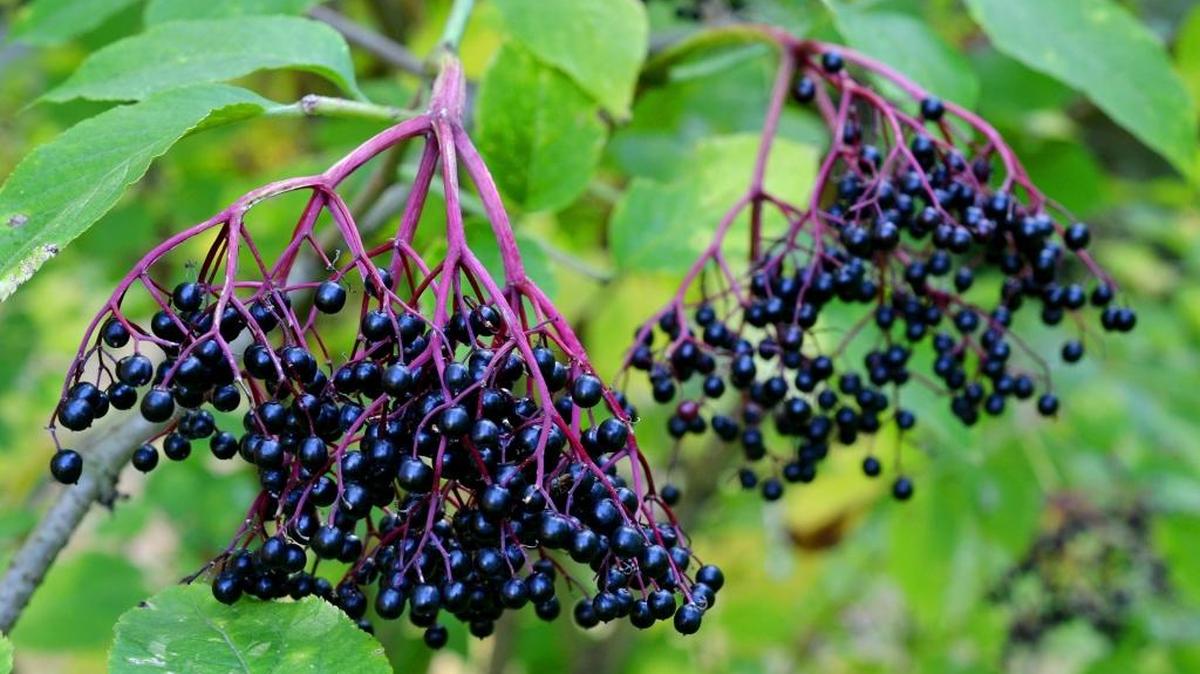 Elderberries are tasty and have health benefits. However, it is critical to get the right kind of berries, and cook them before eating.