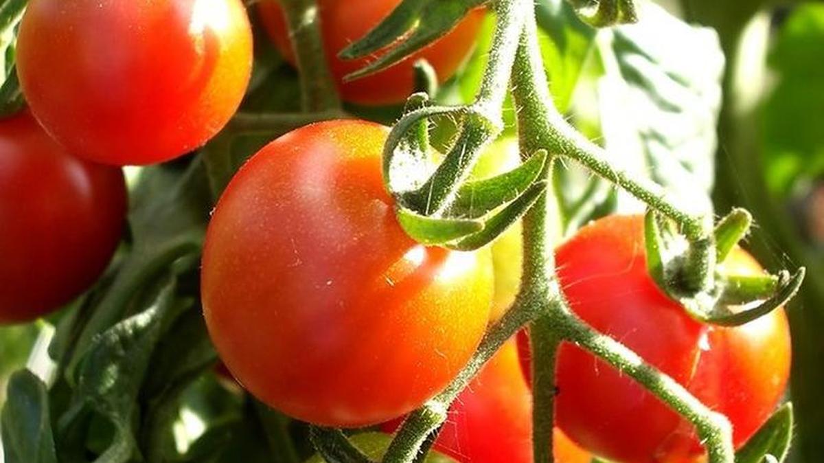 Most gardeners trellis, stake or cage their tomatoes to keep the plants upright and the fruit off the ground, saving space and discouraging fruit rot.