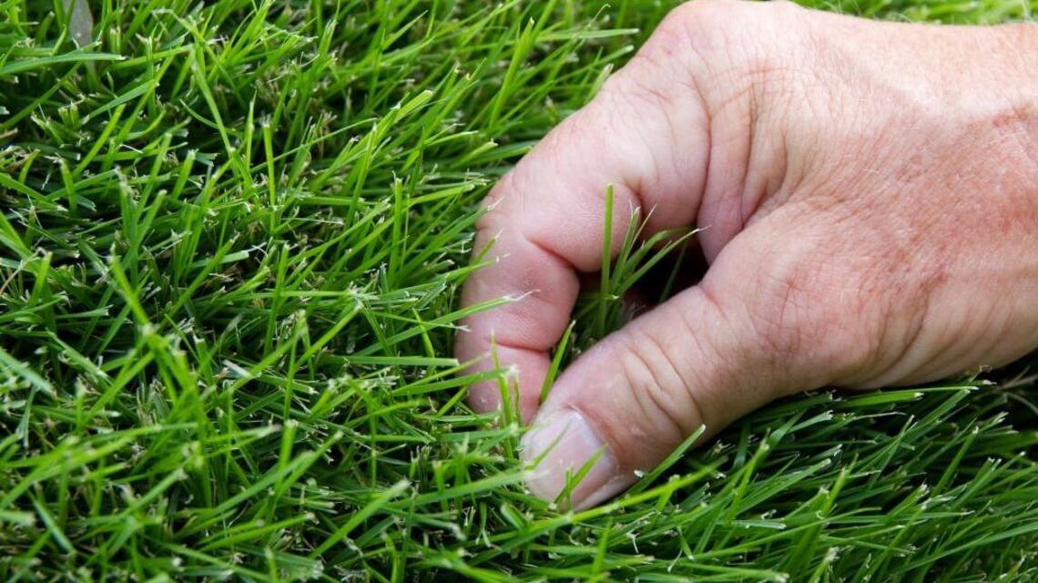 Garden Tips: Manage Bermudagrass in home lawns