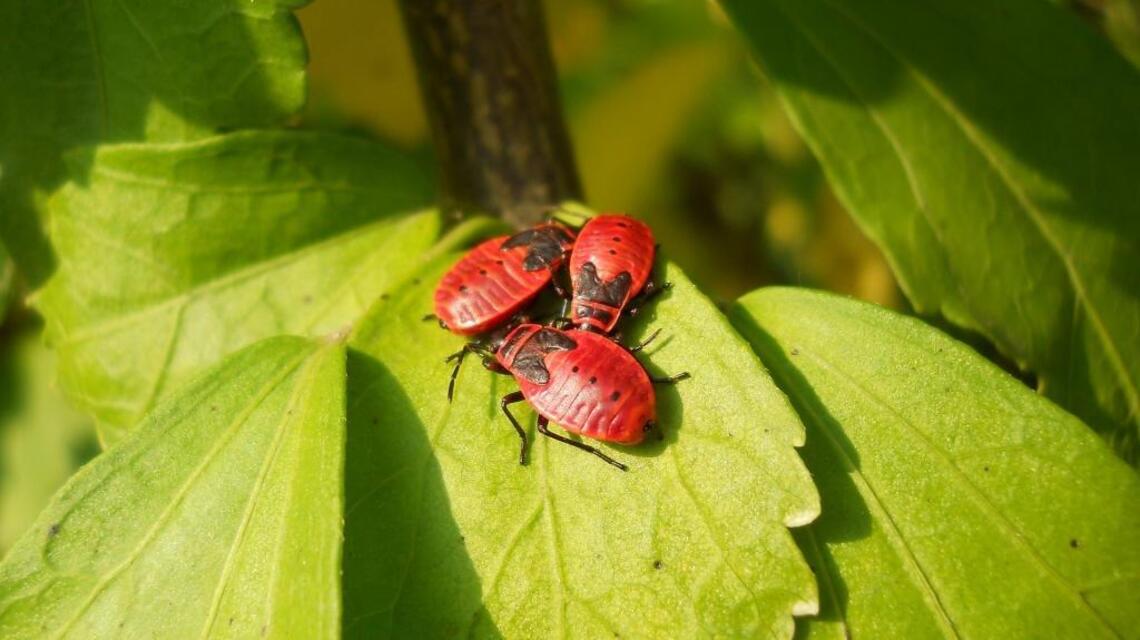WSU Extension Q&A: If insects sleep, do they take gnat naps?