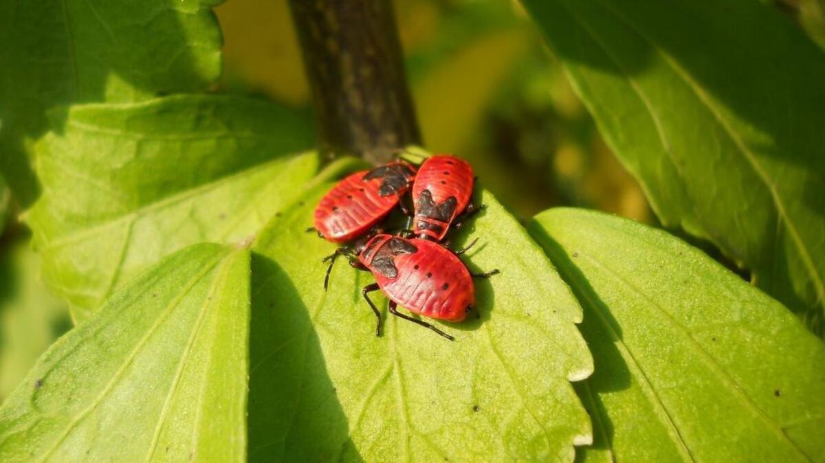 Because of their circadian behaviors, it is widely believed that insects sleep. At least two studies have examined sleep behavior in fruit flies.