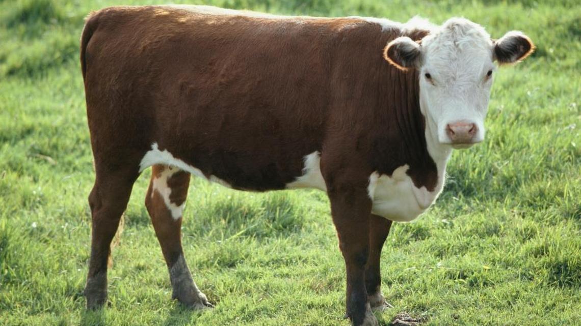 The lowdown on keeping animals healthy in the high heat