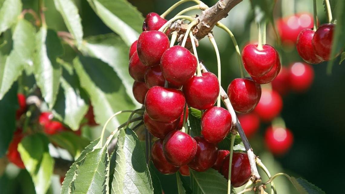 WSU Extension Q&A: What’s the best way to dry fresh cherries?