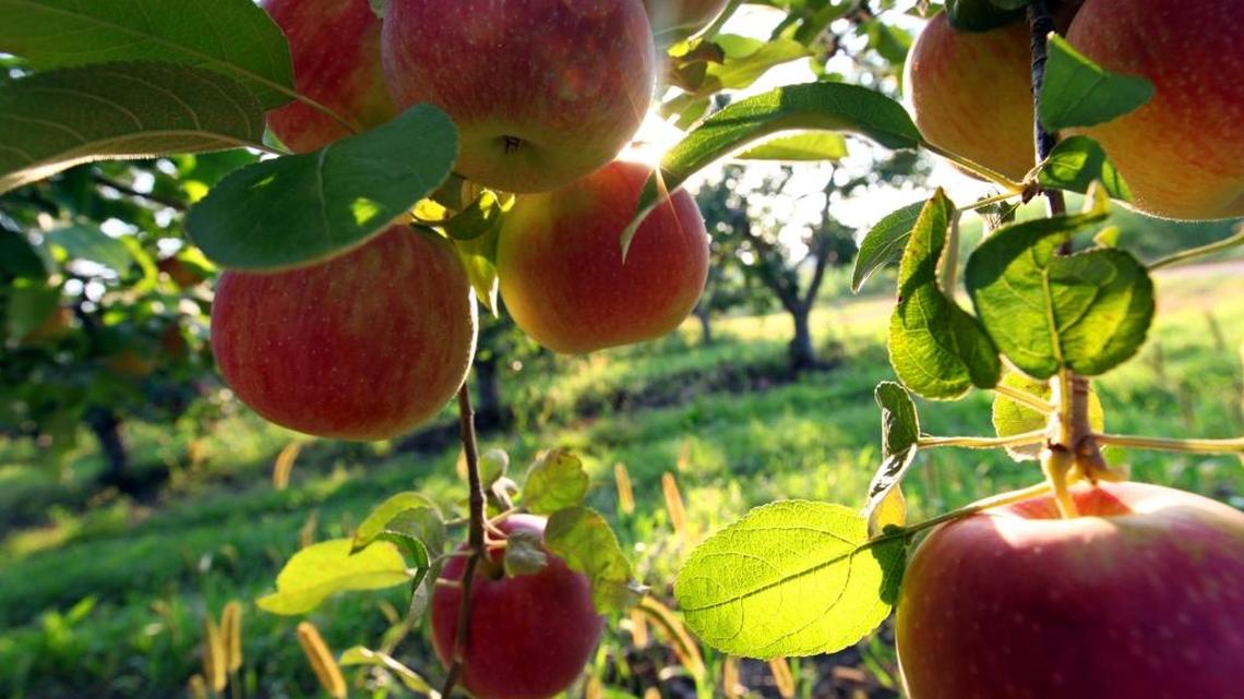 WSU Extension Q&A: Cold weather can be good for apple trees