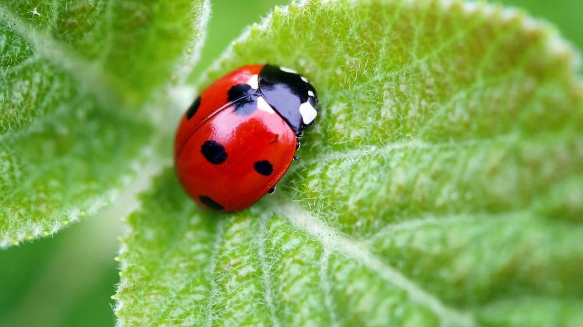 Ladybugs are better than the ‘Hungry Caterpillar’ at combating garden aphids but patience is needed.