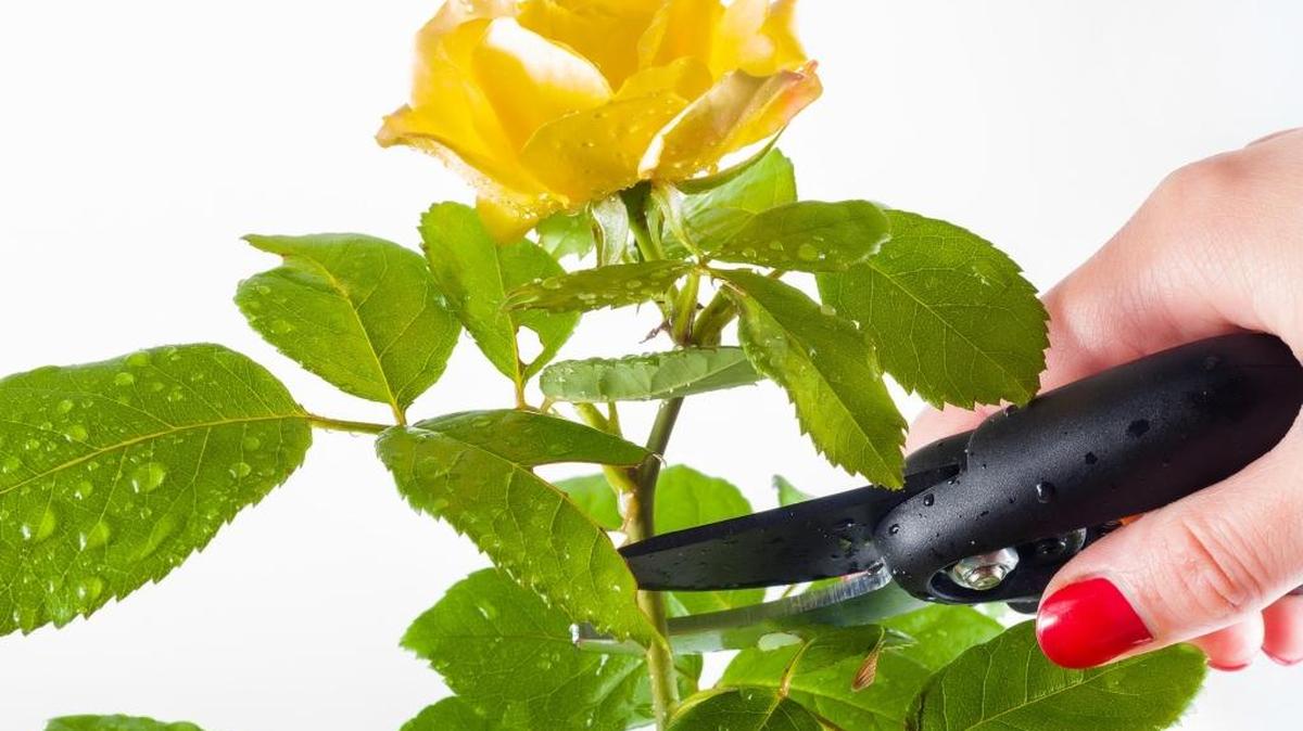 With temperatures climbing — and more importantly the forsythia blooming — it’s time to start pruning the roses.