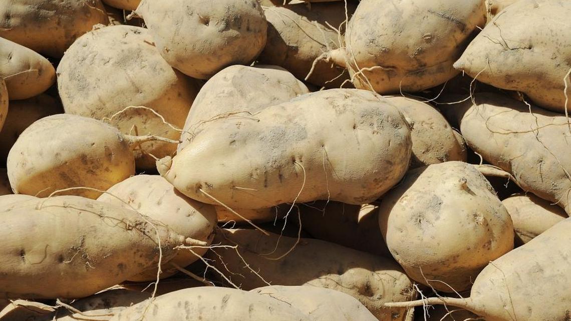 WSU Extension Q&A: Planting 2 cultivars of potatoes near each other won’t create hybrids