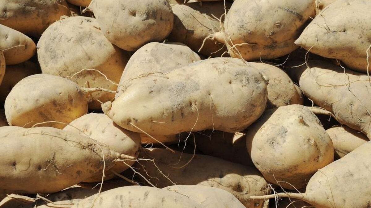 If two cultivars of potatoes are pleanted near one another, they will not produce hybrids.