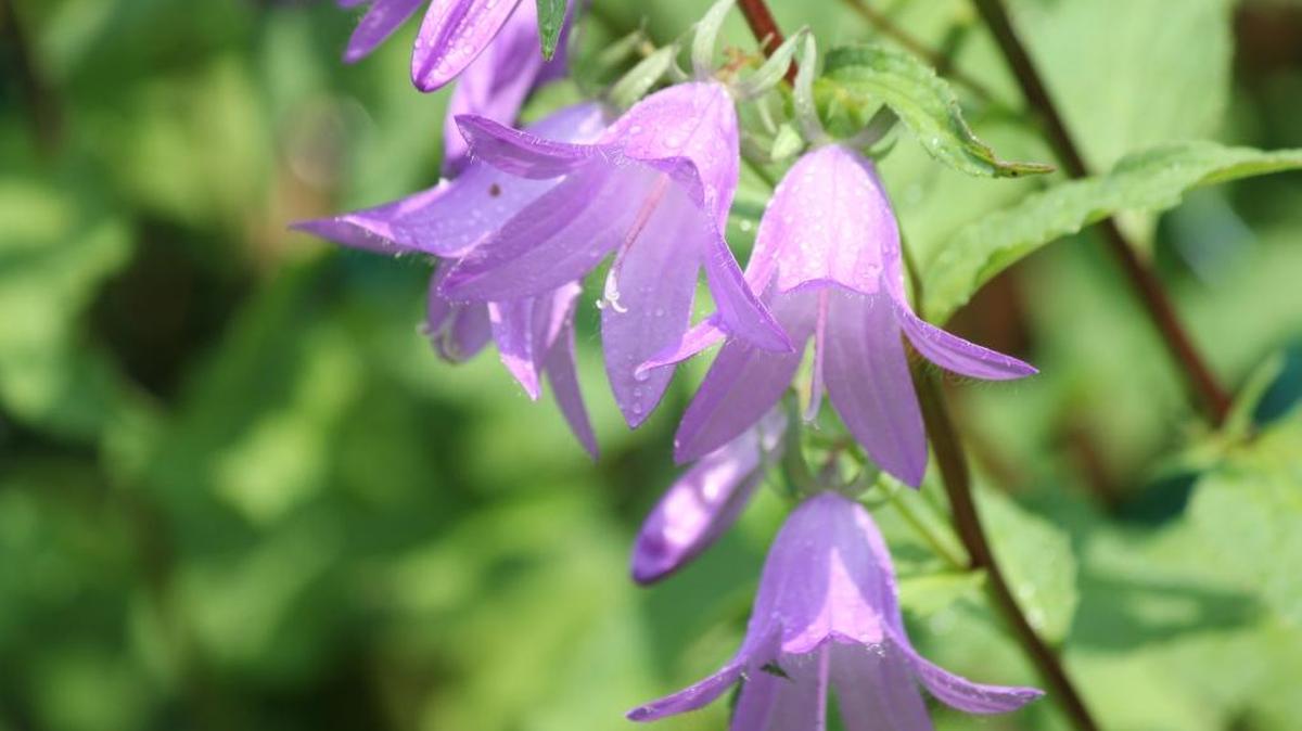 Creeping bellflower (Campanula rapunculoides) is a pretty purple-violet invasive weed with a bell-shaped flower.