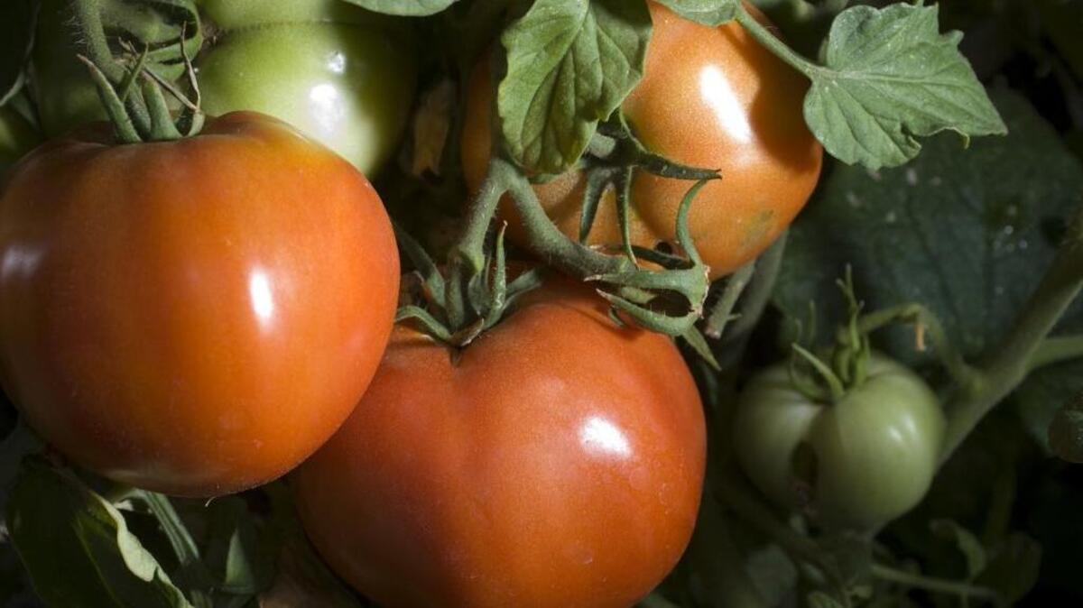 The natural chemicals from the leaves of tomato plants can cause a rash or skin irritation in susceptible people.