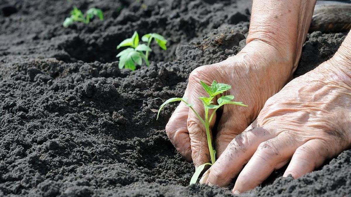Testing soil for deficiency could be helpful to see what problems your garden may be having.