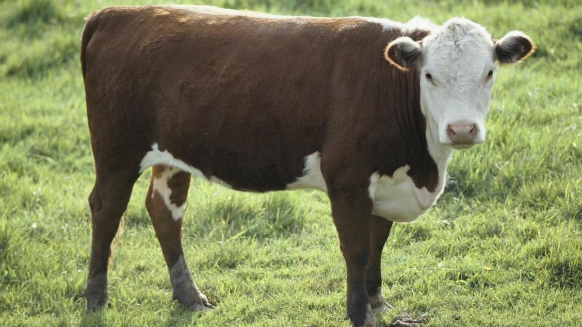 Does the meat on this steer have good marbling? And how many chuck steaks are in there? That’s just part of the challenge judges faces when grading out live steers.