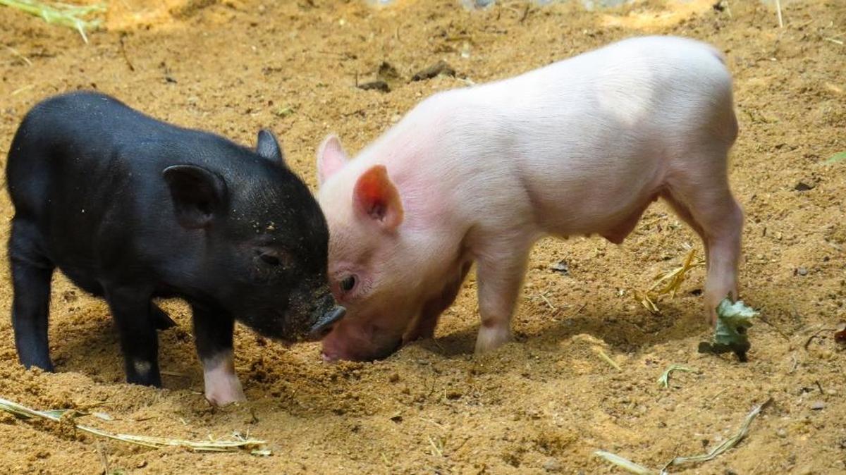 A new program called Youth for the Quality Care of Animals (YQCA) helps children training in quality assurance for their livestock that they will be exhibiting at local fairs.