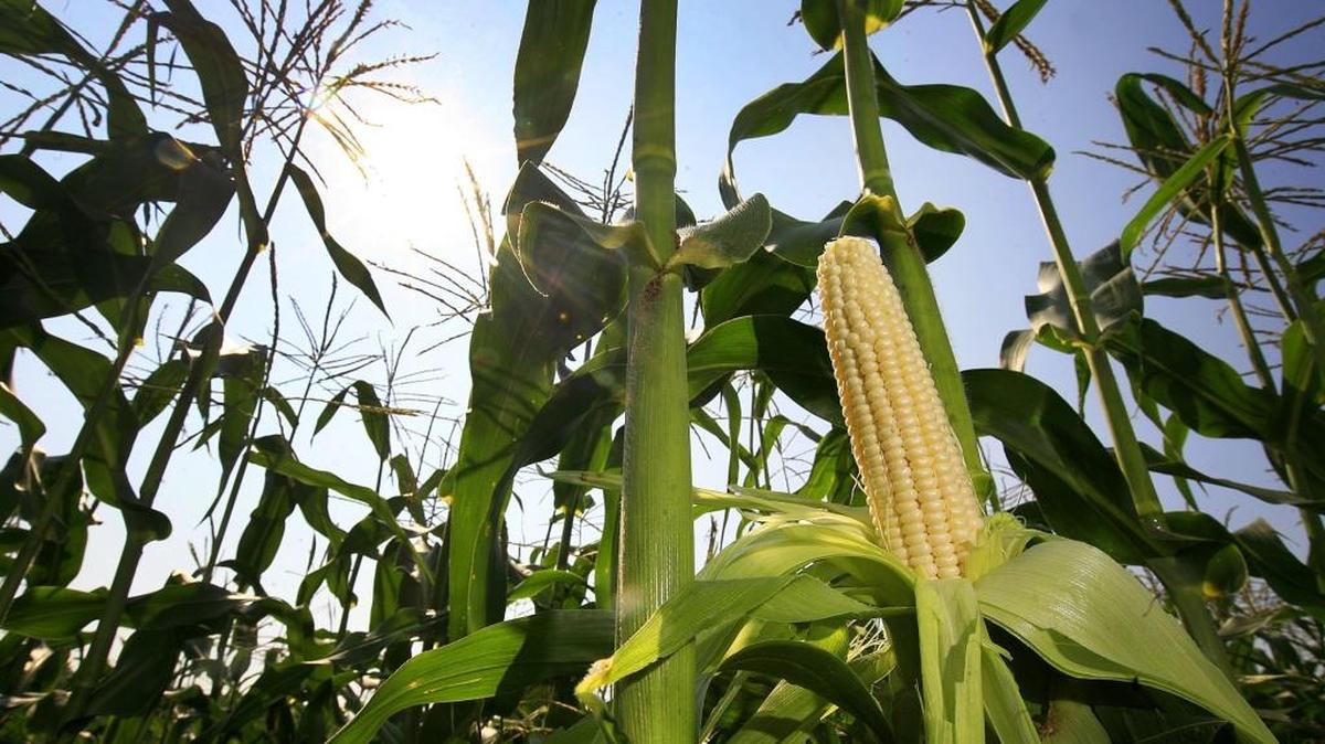 You still have some time before it’s too late to plant sweet corn in the Columbia Basin.