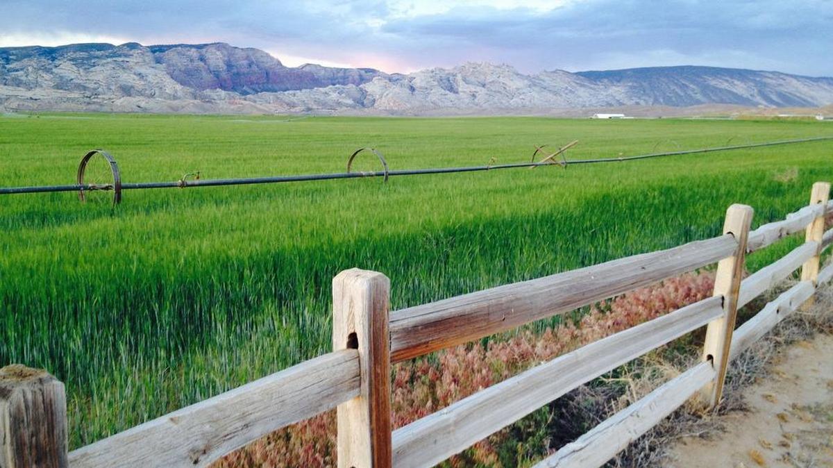 Alfalfa grows on the Escalante Ranch near Jensen, Utah. There are several factors affecting the likelihood of winter injury in alfalfa.
