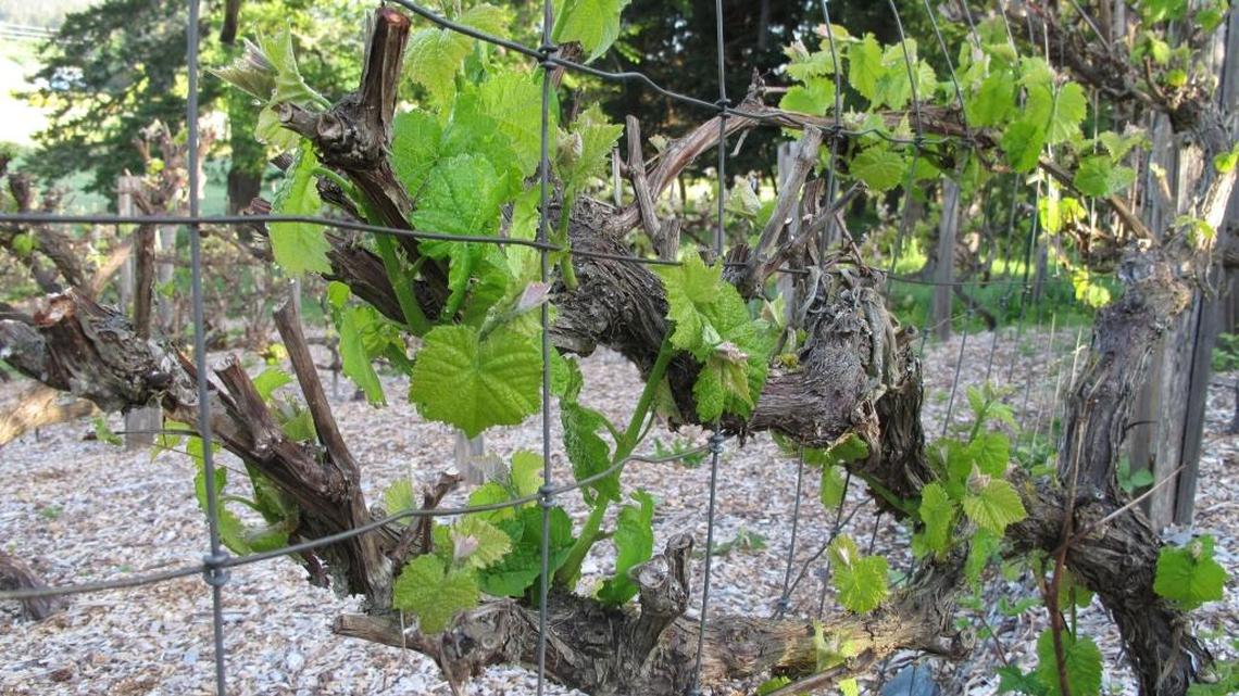 WSU Extension Q&A: Don’t prune cold-damaged grapes until after bud break