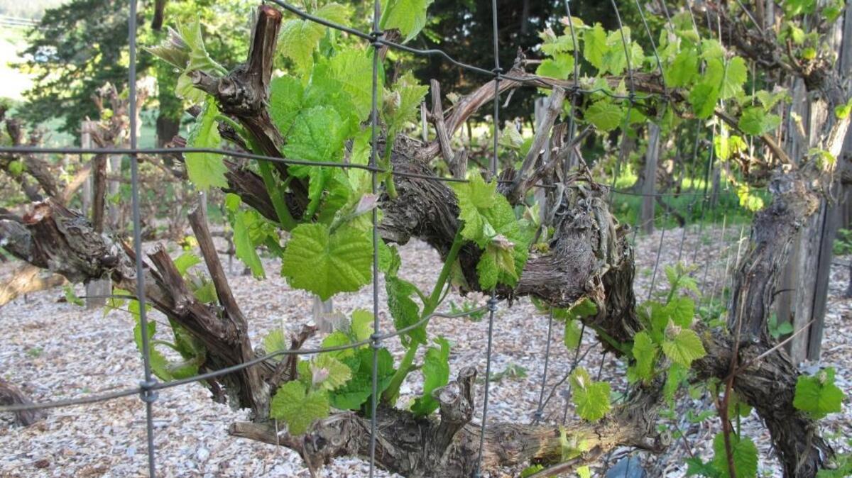 If you suspect a lot of damage to your backyard grapes from the cold weather, don’t prune until after bud break. See what emerges and develops leaves.