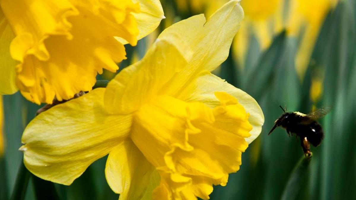 
Anxious to plant your spring bulbs? Wait until the soil temperature drops below 60 degrees.
