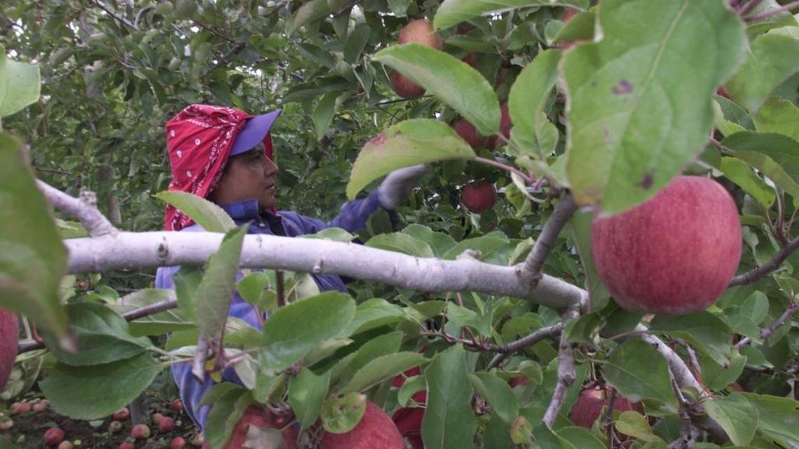 WSU Extension Q&A: Not too late to prune backyard apple trees