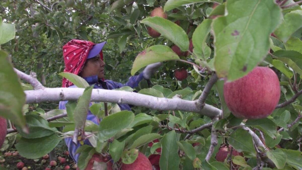 The best time for pruning apple trees is when they are dormant in winter, but it is not too late, even if there is bud break. If it is done quickly, it should have minimal impact on your tree.