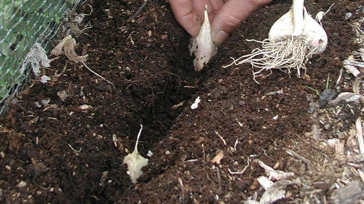Garlic should be planted in the fall a few weeks before the first hard frost.