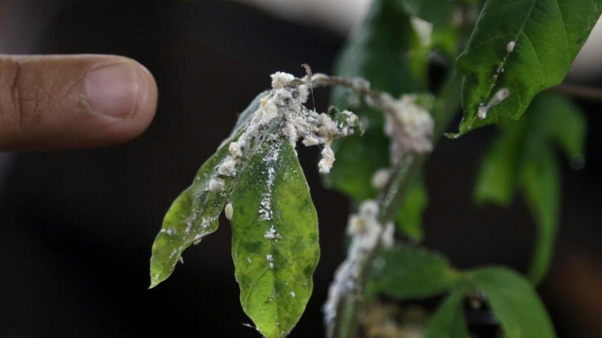 Mealybugs are a pest around the world. However, gardeners should keep in mind that only a small percentage of bugs are pests.