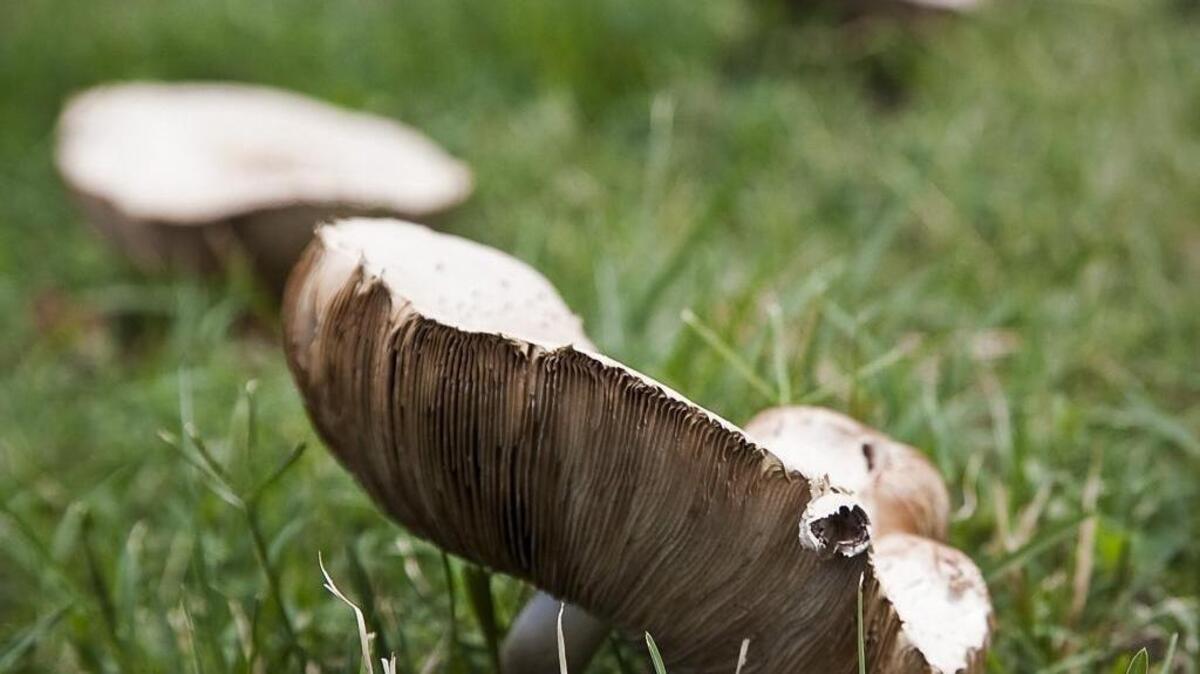 Some lawn mushrooms can be beneficial, but if they appear in circular or semi-circular patterns, they may be the bad kind.
