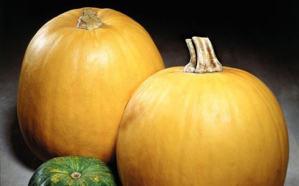 
Cook squash in boiling water, in steam, in a pressure cooker or in an oven until soft.

