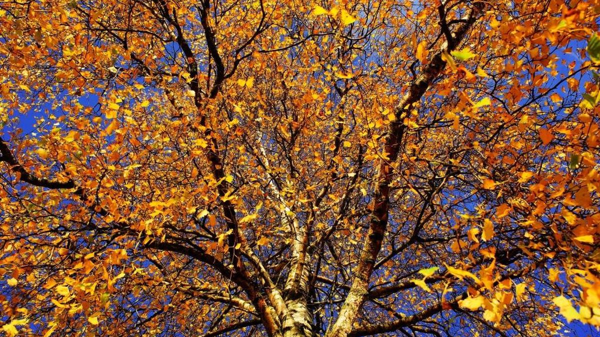 Trees don’t need fertilizer in the fall. Quite the opposite, as they’re trying to shut down and get ready for winter.