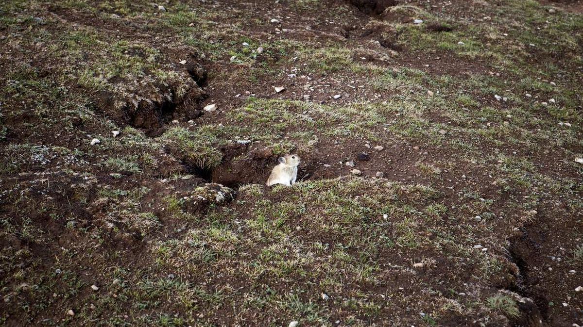A plateau pika, a small mammal related to the rabbit, comes out of its burrow at sunset to look for food in the grasslands outside Ganda village in Qinghai province.