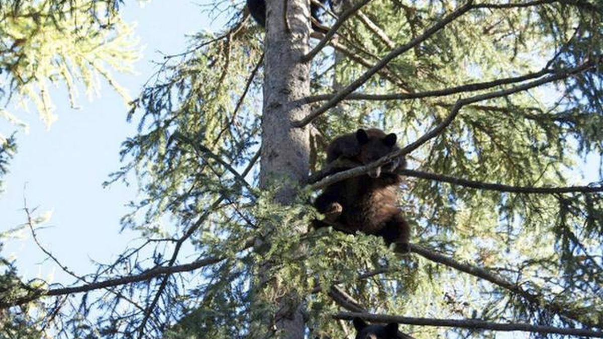 A bevy of bear cubs hang out in a tree at Snowdon Wildlife Sanctuary near McCall, Idaho.