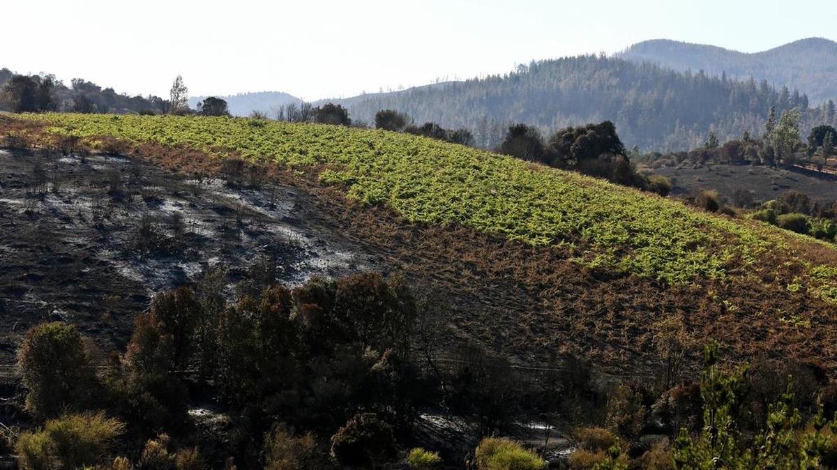 A vineyard smolders after it was hit by a wildfire, in Cauquenes, Chile. Hundreds of small sheep farmers, beekeepers and wine producers in Chile have been affected by the massive wildfires that hit the area during the last couple of weeks.
