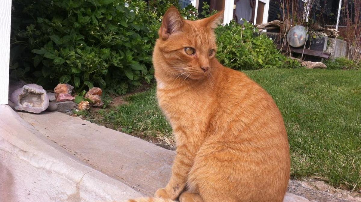 
Mr. McGreagor, adopted early this year, finds a place in the sun at the Whitmore ranch in Bickleton, Wash. 
