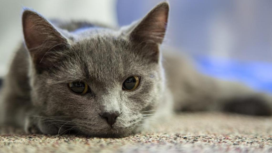 Kitty in car crash only had a prayer