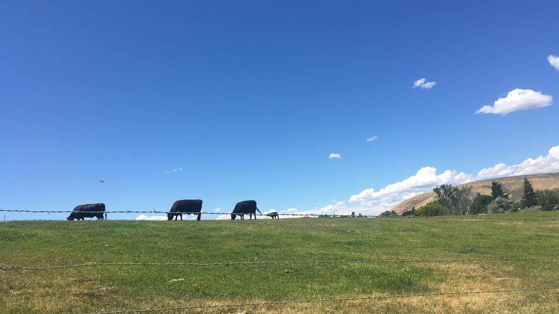 If there’s a cow in your front yard, country living may not be as advertised