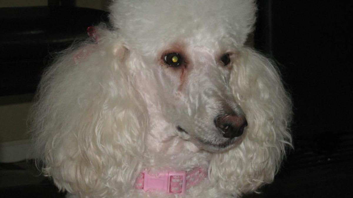 Rescue pet Maddie is ready to team-up with Karen Nicksich as a therapy dog.
