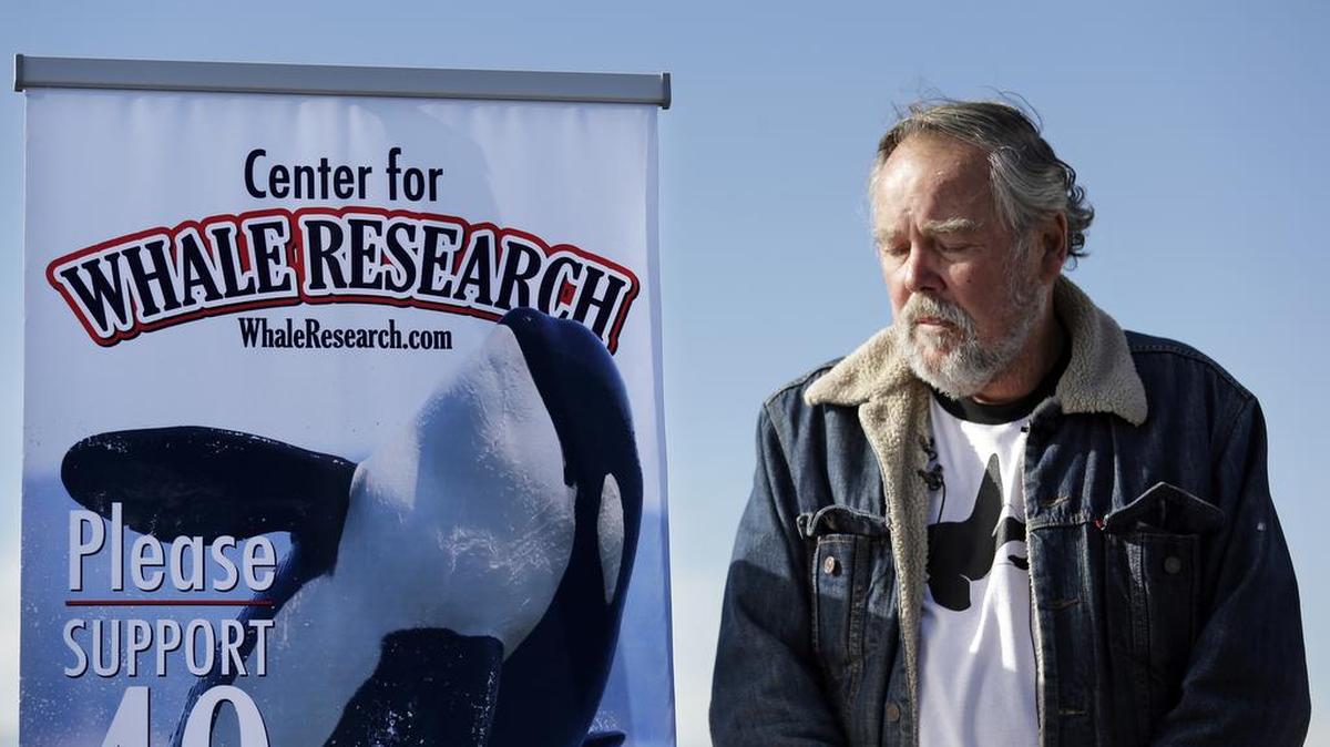 Ken Balcomb, senior scientist at the Center for Whale Research, looks down Friday as he listens to others talk about the declining population of endangered orcas that frequent Washington waters during a news conference in Seattle. The CWR said that three whales are believed dead or missing since summer and that only 80 animals were accounted for during its July 1 census. Two females and a 10-month-old calf are missing. Balcomb says the orcas, particularly mothers and babies, are struggling because they don't have enough food, a primary factor in their decline.