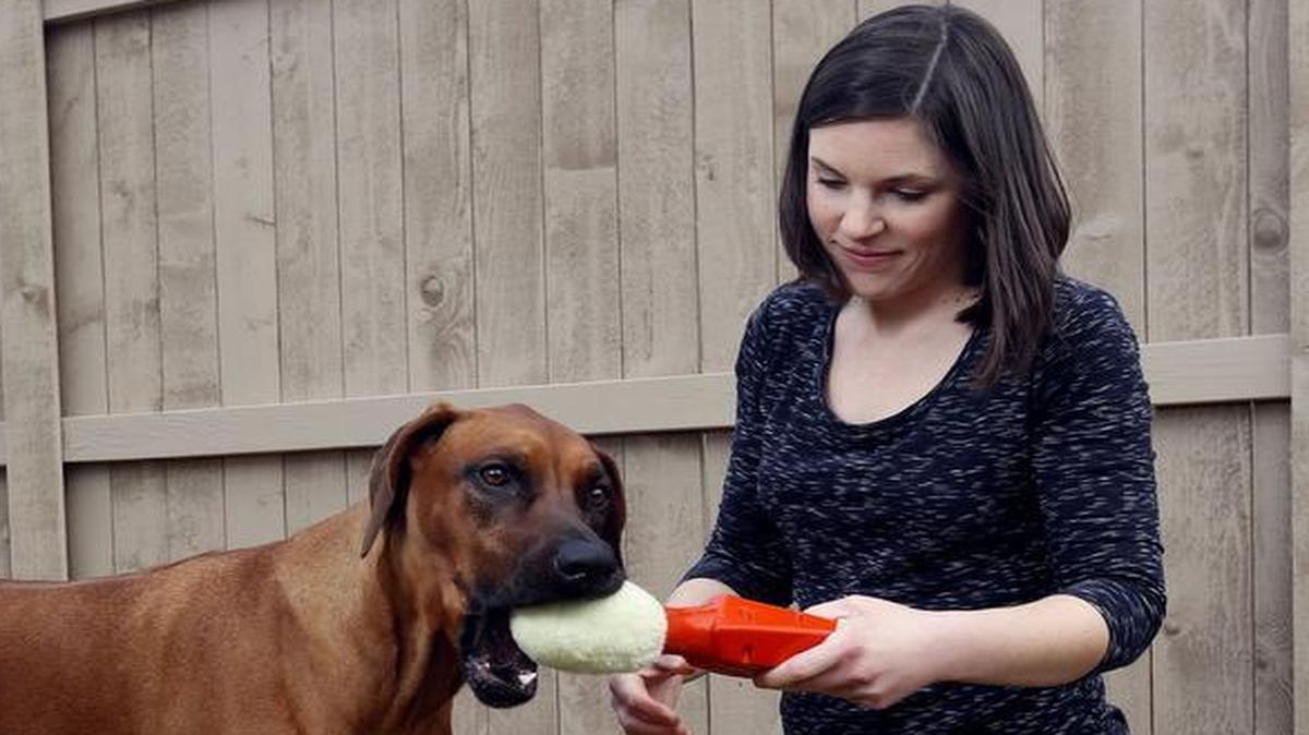 Hilary Kelsay and her dog Penny play with a prototype of the dog toy she invented called Penny’s Loafer at her Richland home, surrounded by toys Penny has ripped apart in minutes. Kelsay hopes her toy, which will be manufactured in Richland, will be ready for sale this summer. See a video on tricityherald.com/video.