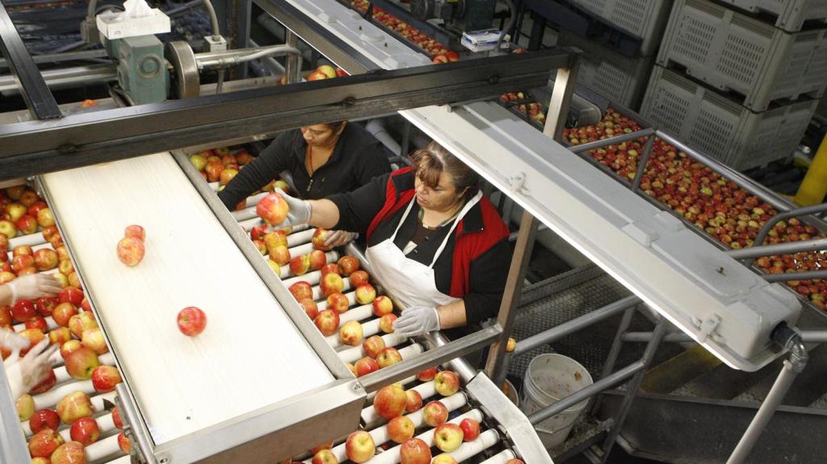 Workers pack honeycrisp apples at Zirkle Fruit Co.’s organic facility in Prosser.