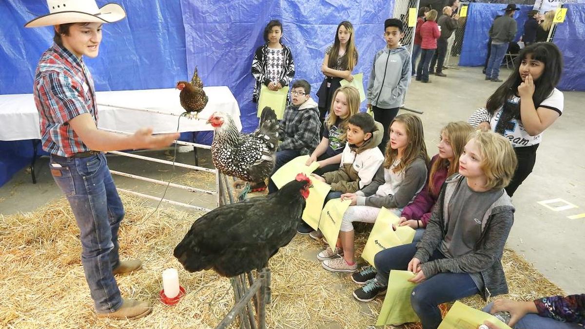Chiawana High sophomore Colby Hanses shares facts and answers questions about the chickens he raises from a group of Edison Elementary School students during Tuesday's 23rd annual Farm Fair for fifth-grade students at the Benton County Fairgrounds in Kennewick. More than 1,300 students from 14 Mid-Columbia schools are visiting during the event spread over two days, according to Ramona Rommereim of the Franklin County Farm Bureau. The students rotate through exhibits to learn about local agricultural businesses and organizations and about agricultural careers, products and commodities. Hanses, who is nicknamed "Chicken Boy", said it was his sixth year as a presenter at the event. Watch a video at: www.tricityherald.com