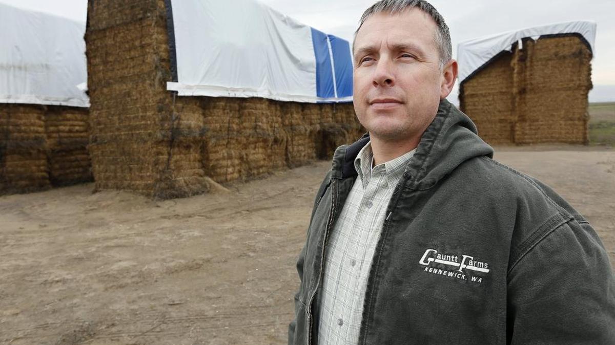 Drex Gauntt stands in front of hay bales in this 2015 file photo that should have been shipped overseas but are still sitting on his farm because of the slowdown of exports through West Coast ports due to a labor dispute.