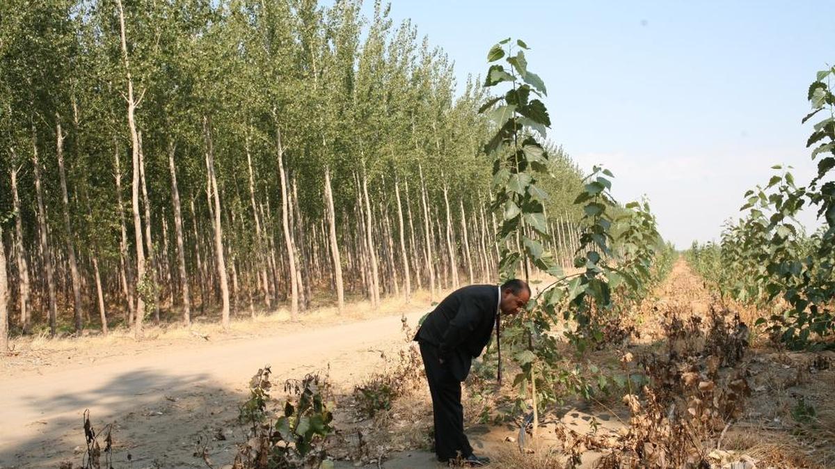 Mike Nunez of the Boardman Chamber of Commerce checks out a year-old Pacific albus, a hybrid poplar tree, at the Boardman Tree Farm operated by GreenWood Resources in this file photo.