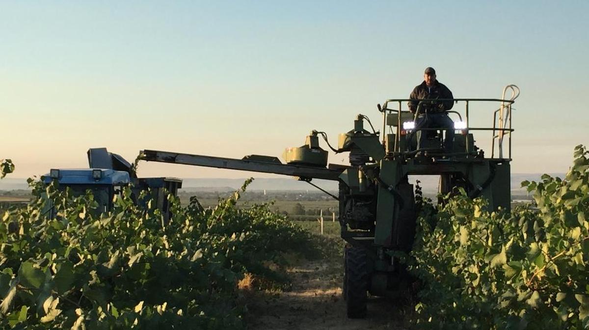 
Chardonnay grapes are harvested in early August near Zillah, Wash., in the Yakima Valley.
