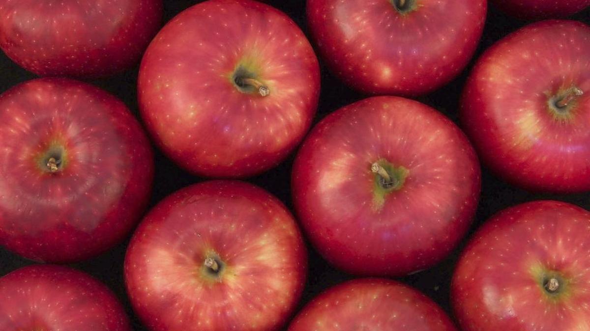 The newest Washington State University apple variety is the Cosmic Crisp.