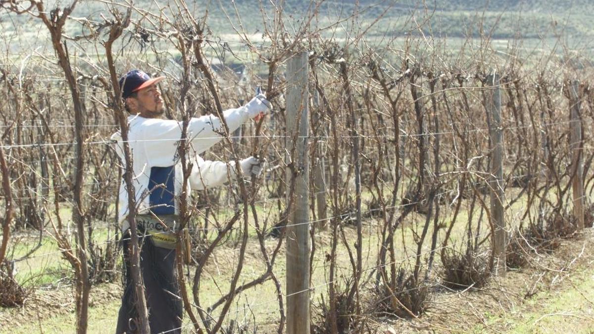 Prosser vines get pruned in a vineyard on Byron Road in Prosser in this file photo.