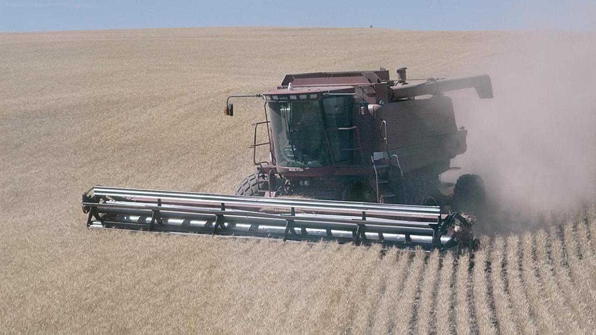 Operator Justin Waggoner swings his combine into wheat growing outside Condon, Ore. Chuck Greenfield is the field manager for Prycor LLC and is Waggoner’s grandfather.