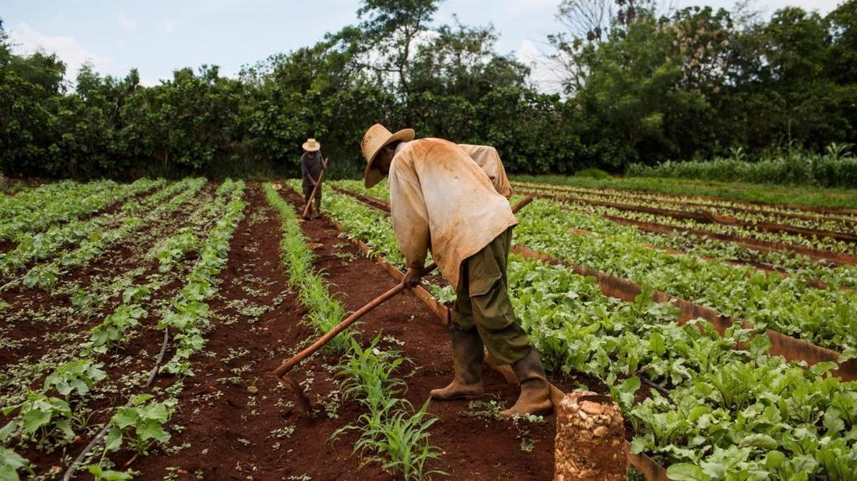Workers who are also part owners remove weeds between rows at a cooperative organic farm recently in a barrio near Havana. Cuba is a rare oasis of organic and sustainable agriculture, and with the possibility of U.S. trade restriction ending in the future, Americans and Cubans hoping to nourish and expand those farming methods are meeting and talking.