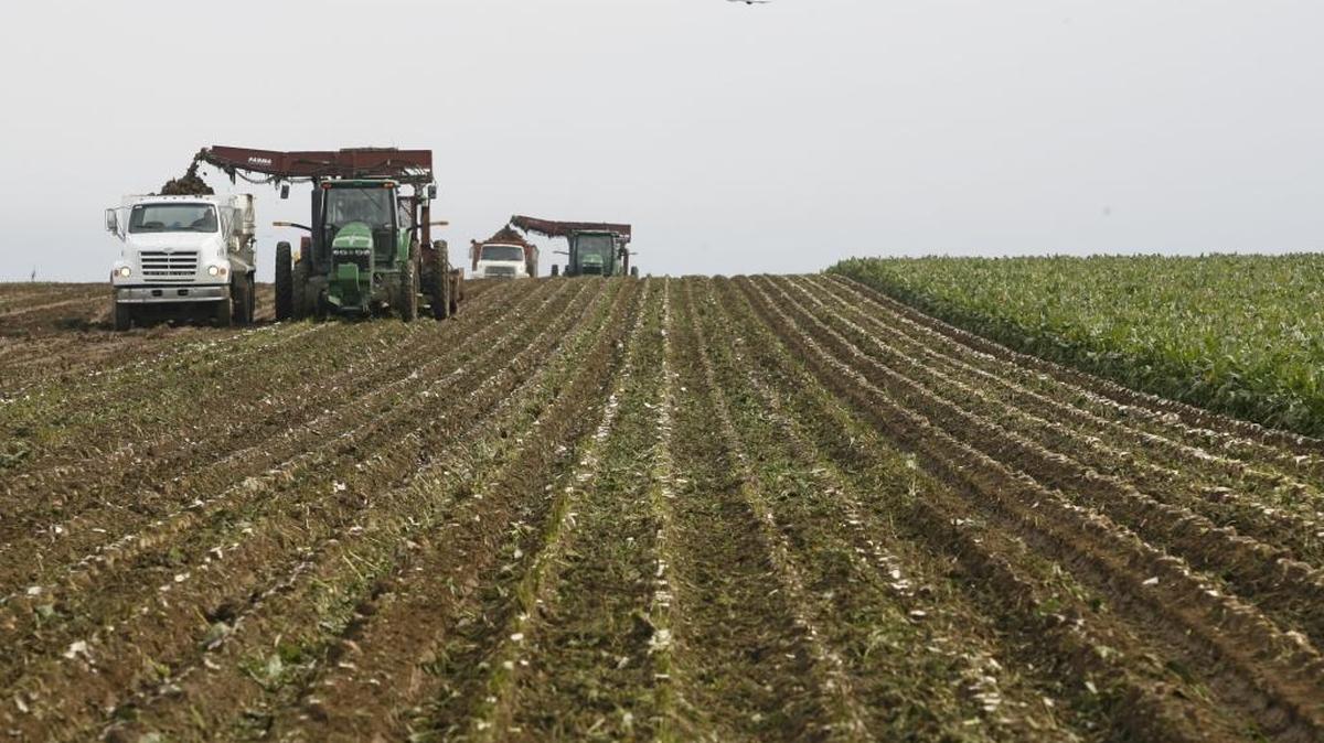 Workers at R. Munn Farms near Prosser harvest sugar beets.